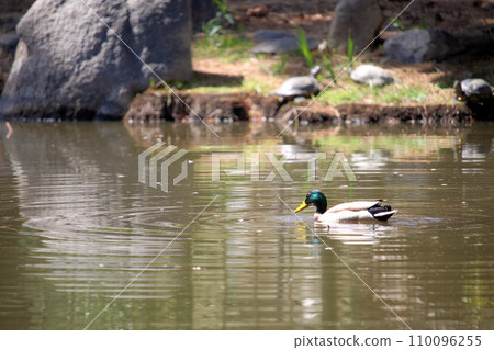 Spot-billed duck (duck) 110096255
