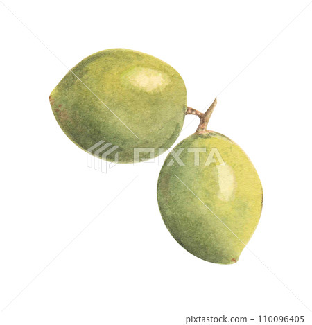 Two big watercolor green olive 110096405