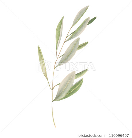 The watercolor beautiful olive branch  110096407