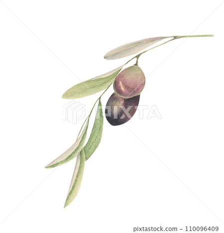 The olive branch with olive 110096409