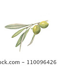 The olive branch with green olive 110096426