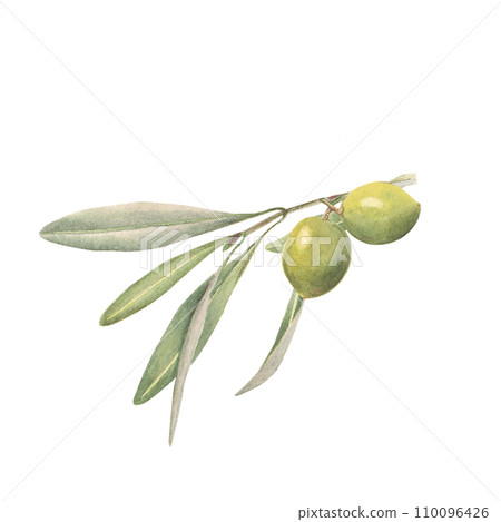 The olive branch with green olive 110096426