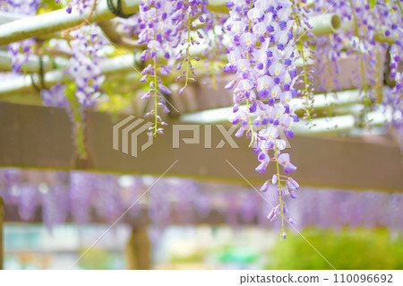 [Aichi Prefecture] Wisteria trellis at Meijo Park, Nagoya City 110096692