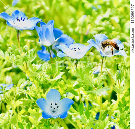 Bees flying to spring nemophila flowers 9 110096707