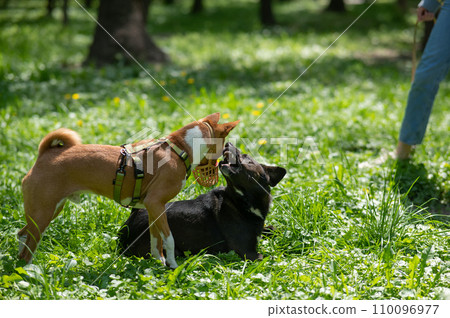 African Basenji dog in a muzzle plays with a stray dog on a walk.  110096977