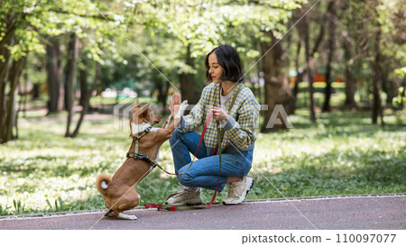 African dog sabbenji high fives the owner on a walk in the park. African dog sabbenji high fives the owner on a walk in the park. 110097077