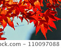 紅色的葉子 110097088