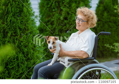 Elderly caucasian woman hugging a jack russell terrier dog while sitting in a wheelchair on a walk outdoors.  110097105