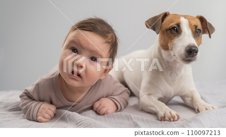 Portrait of a baby lying on his stomach and a Jack Russell Terrier dog. Portrait of a baby lying on his stomach and a Jack Russell Terrier dog. 110097213