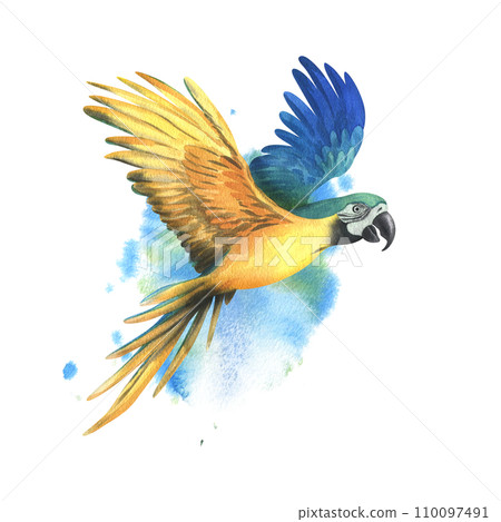 Tropical flying blue-yellow macaw parrot. Hand drawn watercolor botanical illustration. Isolated element on a blue spot background. 110097491
