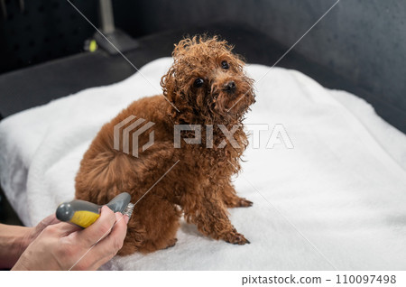 Woman brushing brown toy poodle in grooming salon.  110097498