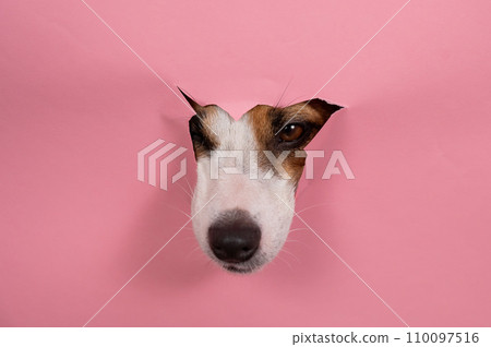 Funny dog jack russell terrier tore his nose pink paper background.  110097516