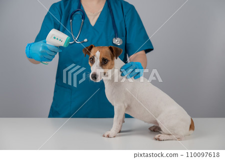 A veterinarian measures the temperature of a Jack Russell Terrier dog with a non-contact electronic thermometer. A veterinarian measures the temperature of a Jack Russell Terrier dog with a non-contact electronic thermometer. 110097618