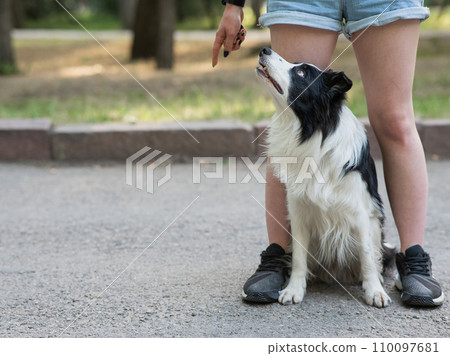 Black and white border collie sits at the legs of the owner on a walk. Black and white border collie sits at the legs of the owner on a walk. 110097681