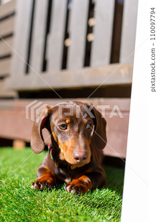 臘腸犬在花園裡曬太陽 臘腸犬在花園裡曬太陽 110097794