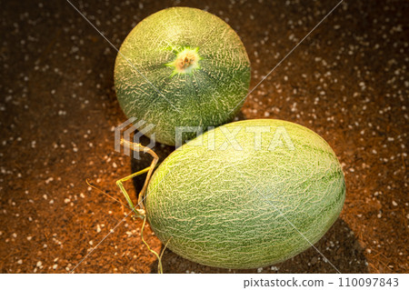 Cantaloupe on the field Cantaloupe on the field 110097843