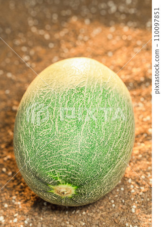 Cantaloupe on the field 110097851