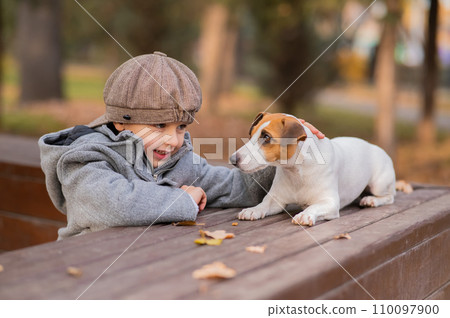 Jack Russell Terrier dog sits on a bench for a walk with a boy in an autumn park.  110097900