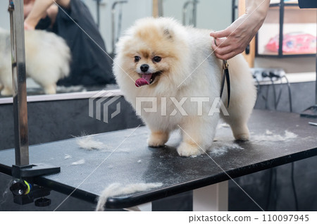 A woman makes a pomeranian haircut with scissors. Spitz dog in a grooming salon. A woman makes a pomeranian haircut with scissors. Spitz dog in a grooming salon. 110097945