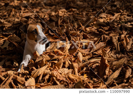 Jack Russell Terrier dog in a pile of yellow fallen leaves.  110097990
