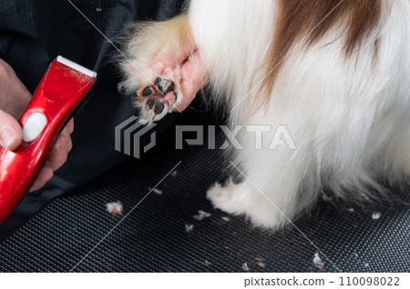 A female groomer cuts the hair between the toes of a Papillon dog.  110098022