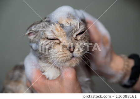 Woman shampooing a tabby gray cat in a grooming salon.  110098161