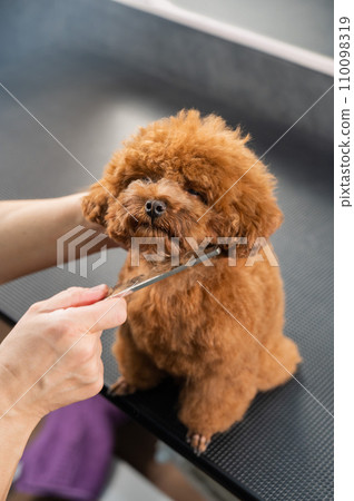 Woman combing a toy poodle during a haircut in a grooming salon.  110098319