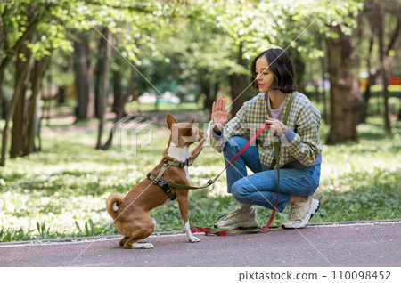 African dog sabbenji high fives the owner on a walk in the park. African dog sabbenji high fives the owner on a walk in the park. 110098452