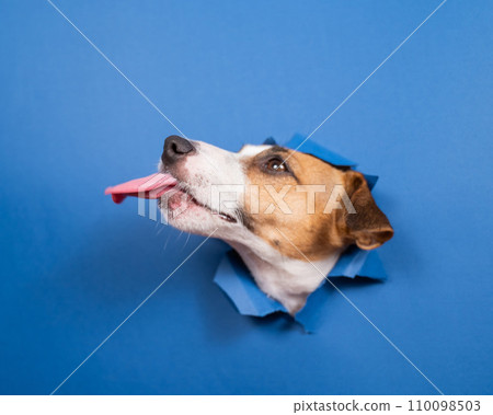 Funny dog jack russell terrier leans out of a hole in a paper blue background. Funny dog jack russell terrier leans out of a hole in a paper blue background. 110098503
