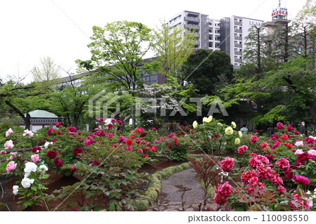 西新井大師和總持寺植物園（東京都足立區） 110098550