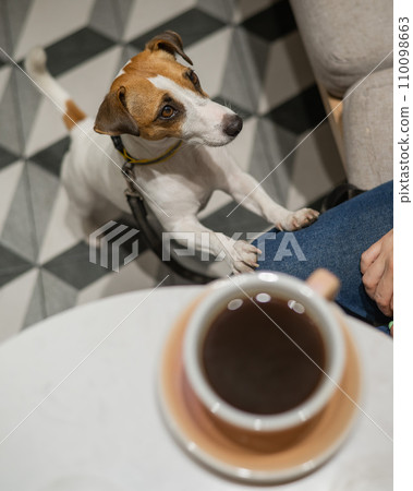 Woman drinking coffee in a dog friendly cafe. Jack Russell Terrier put his paws on the legs of the owner. Woman drinking coffee in a dog friendly cafe. Jack Russell Terrier put his paws on the legs of the owner. 110098663