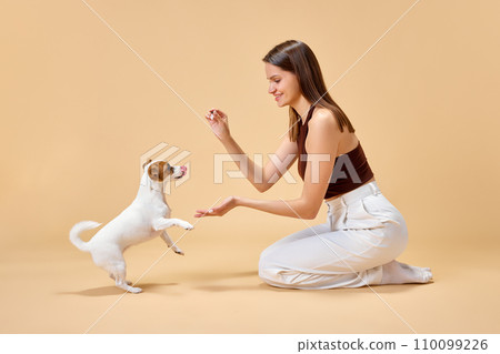 Playful, adorable Jack Russell Terrier follows commands of young woman, happy owner sitting next to her against beige studio background. Playful, adorable Jack Russell Terrier follows commands of young woman, happy owner sitting next to her against beige studio background. 110099226