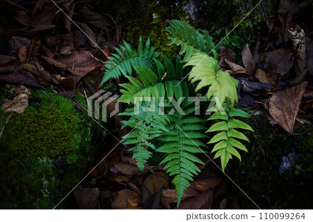 Living together with people who like gaps and stone walls, Cycad cycad and Ishikaguma 110099264