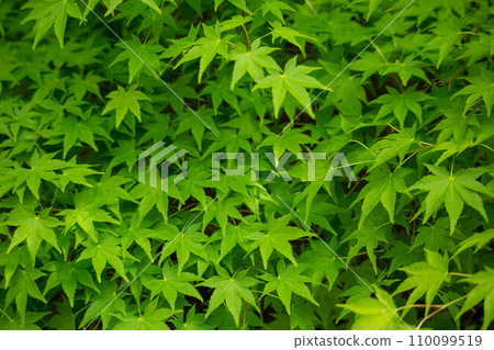 Fresh green maple Fresh green maple 110099519