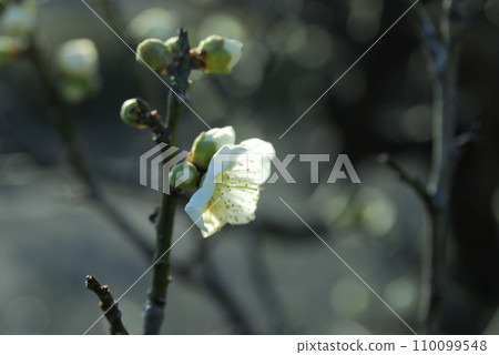 Spring coming 110099548