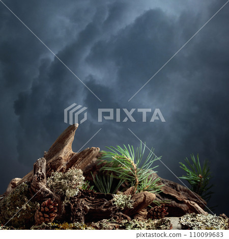 Abstract north nature scene with a composition of lichen, pine branches, and dry snags on a background of a cloudy sky. Abstract north nature scene with a composition of lichen, pine branches, and dry snags on a background of a cloudy sky. 110099683