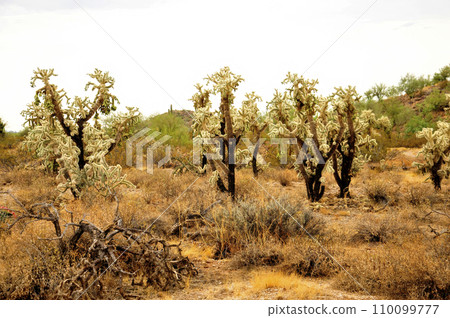 Cholla cactus, Sonora Desert, Mid Spring 110099777