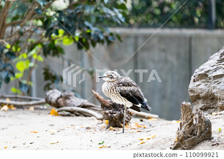 Campbell Town Wild Bird Forest, Koshigaya City, Saitama Prefecture Australia Ishichidori 110099921