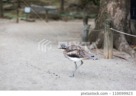 Campbell Town Wild Bird Forest, Koshigaya City, Saitama Prefecture Australia Ishichidori 110099923