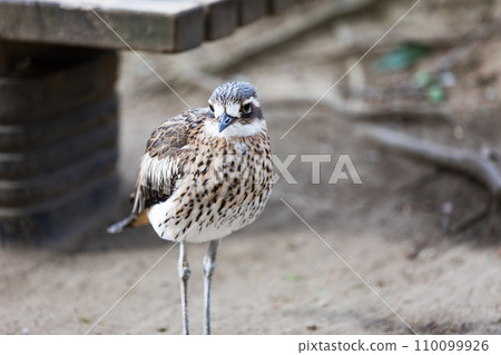 澳大利亞埼玉縣越谷市坎貝爾鎮野鳥林 澳大利亞埼玉縣越谷市坎貝爾鎮野鳥林 110099926