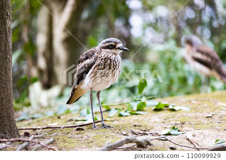 澳大利亞埼玉縣越谷市坎貝爾鎮野鳥林 澳大利亞埼玉縣越谷市坎貝爾鎮野鳥林 110099929