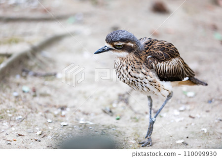 澳大利亞埼玉縣越谷市坎貝爾鎮野鳥林 澳大利亞埼玉縣越谷市坎貝爾鎮野鳥林 110099930