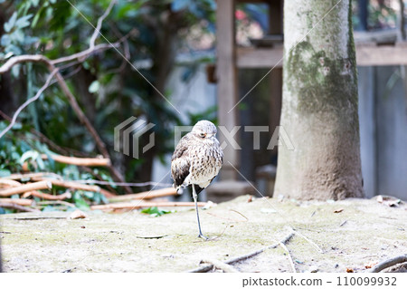 澳大利亞埼玉縣越谷市坎貝爾鎮野鳥林 110099932