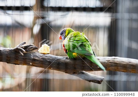 Campbell Town Forest of Wild Birds, Koshigaya City, Saitama Prefecture Campbell Town Forest of Wild Birds, Koshigaya City, Saitama Prefecture 110099948