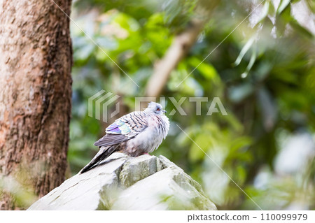 埼玉縣越谷市坎貝爾敦野鳥森林 太平鳥 埼玉縣越谷市坎貝爾敦野鳥森林 太平鳥 110099979