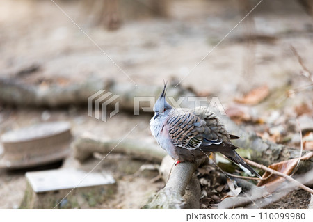 埼玉縣越谷市坎貝爾敦野鳥森林 太平鳥 埼玉縣越谷市坎貝爾敦野鳥森林 太平鳥 110099980