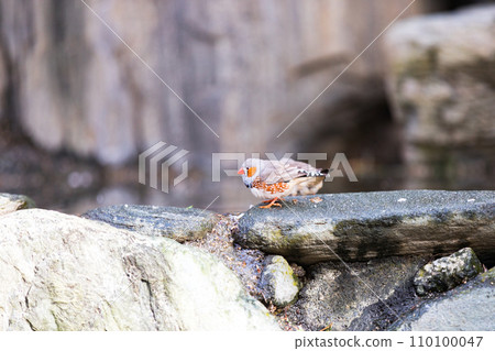 Zebra Finch, Campbelltown Wild Bird Forest, Koshigaya City, Saitama Prefecture Zebra Finch, Campbelltown Wild Bird Forest, Koshigaya City, Saitama Prefecture 110100047