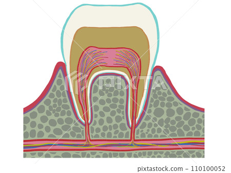 Tooth structure_picture only - Stock Illustration [110100052] - PIXTA
