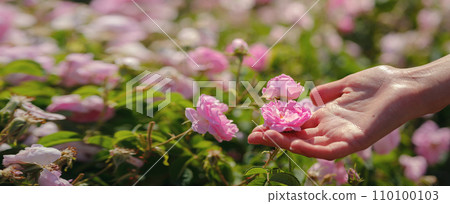 Field of roses in sunny summer day Field of roses in sunny summer day 110100103
