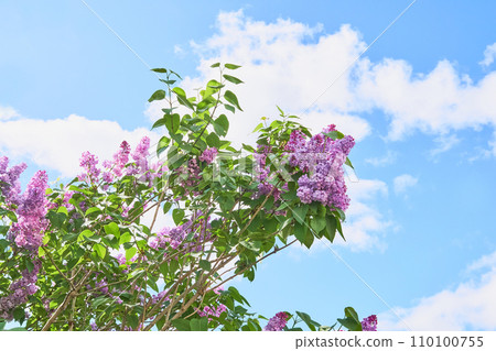 花園裡盛開的丁香花 110100755